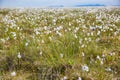 Cotton grass tundra Royalty Free Stock Photo