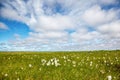 Cotton grass tundra Royalty Free Stock Photo