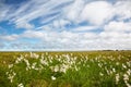 Cotton grass tundra Royalty Free Stock Photo