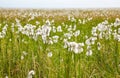 Cotton grass tundra Royalty Free Stock Photo