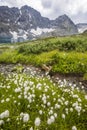 Cotton grass in the Yeshtu valley. Mountain Altai landscape Royalty Free Stock Photo