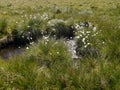 Cotton grass by water