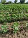 Cotton green farming Indian farming Royalty Free Stock Photo