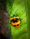 Cotton Harlequin Bug - Tectocoris diophthalmus Royalty Free Stock Photo