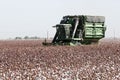 Cotton harvest