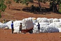 The cotton harvest