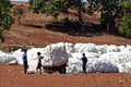 The cotton harvest