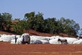 The cotton harvest