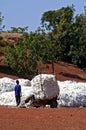 The cotton harvest