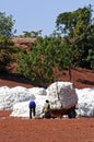 The cotton harvest