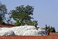 The cotton harvest