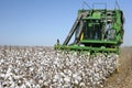 Cotton harvest with a harvester machine Royalty Free Stock Photo