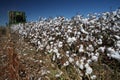 Cotton harvest