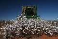 Cotton harvest