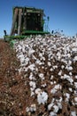 Cotton harvest