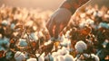 Cotton Harvesting. Blooming cotton field, evaluates crop, before harvest, under a golden sunset