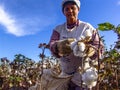 Cotton harvesting