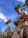 Cotton harvesting