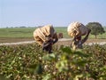 Cotton harvesting