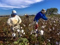 Cotton harvesting