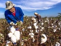 Cotton harvesting