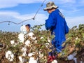 Cotton harvesting