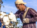 Cotton harvesting