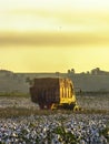 Cotton harvesting Royalty Free Stock Photo