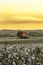 Cotton harvesting