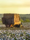 Cotton harvesting