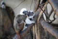 Cotton-headed tamarin in interaction with small baby tamarin. Saguinus oedipus