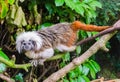 Cotton headed tamarin monkey walking over a branch a rare and critical endangered exotic animal specie from colombia Royalty Free Stock Photo