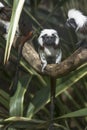 Cotton-headed Tamarins (Saguinus oedipus)