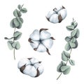 Cotton inflorescences and eucalyptus. Watercolor illustration. Isolated objects from a large set of COZY WINTER. For
