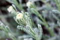 Cotton lavender macro growing in garden