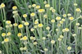 cotton lavender plant Royalty Free Stock Photo