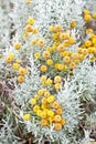 Cotton lavender plant in bloom Royalty Free Stock Photo