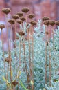 Cotton lavender Santolina chamaecyparissus plant background Royalty Free Stock Photo