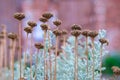 Cotton lavender Santolina chamaecyparissus plant background Royalty Free Stock Photo