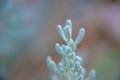 Cotton lavender Santolina chamaecyparissus plant background Royalty Free Stock Photo