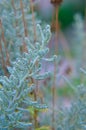 Cotton lavender Santolina chamaecyparissus plant background Royalty Free Stock Photo