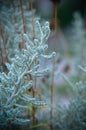 Cotton lavender Santolina chamaecyparissus plant background Royalty Free Stock Photo