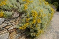 the cotton lavender with yellow flowers in summer Santolina chamaecyparissus Royalty Free Stock Photo