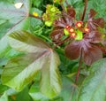 Cotton leaf flower is nice awesome colour