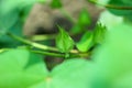 Cotton leaf on the Cotton tree plant in indian. Beautiful yellow flower with in the morning. - image Royalty Free Stock Photo