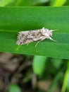 cotton leaf worm injure on vegetable, cabbage.