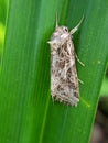 cotton leaf worm injure on vegetable, cabbage.