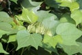 Cotton leaves