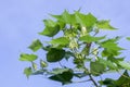 Cotton leaves