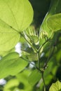 Cotton leaves